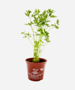 Salsa Lisa (<em>Petroselinum sativum</em>) - Imagem 2