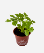 Salsa Mitsuba (<em>Cryptotaenia japonica</em>) - Imagem 3