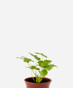 Salsa Mitsuba (<em>Cryptotaenia japonica</em>)
