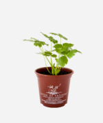 Salsa Mitsuba (<em>Cryptotaenia japonica</em>) - Imagem 2