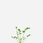 Salsão (<em>Apium graveolens</em>)
