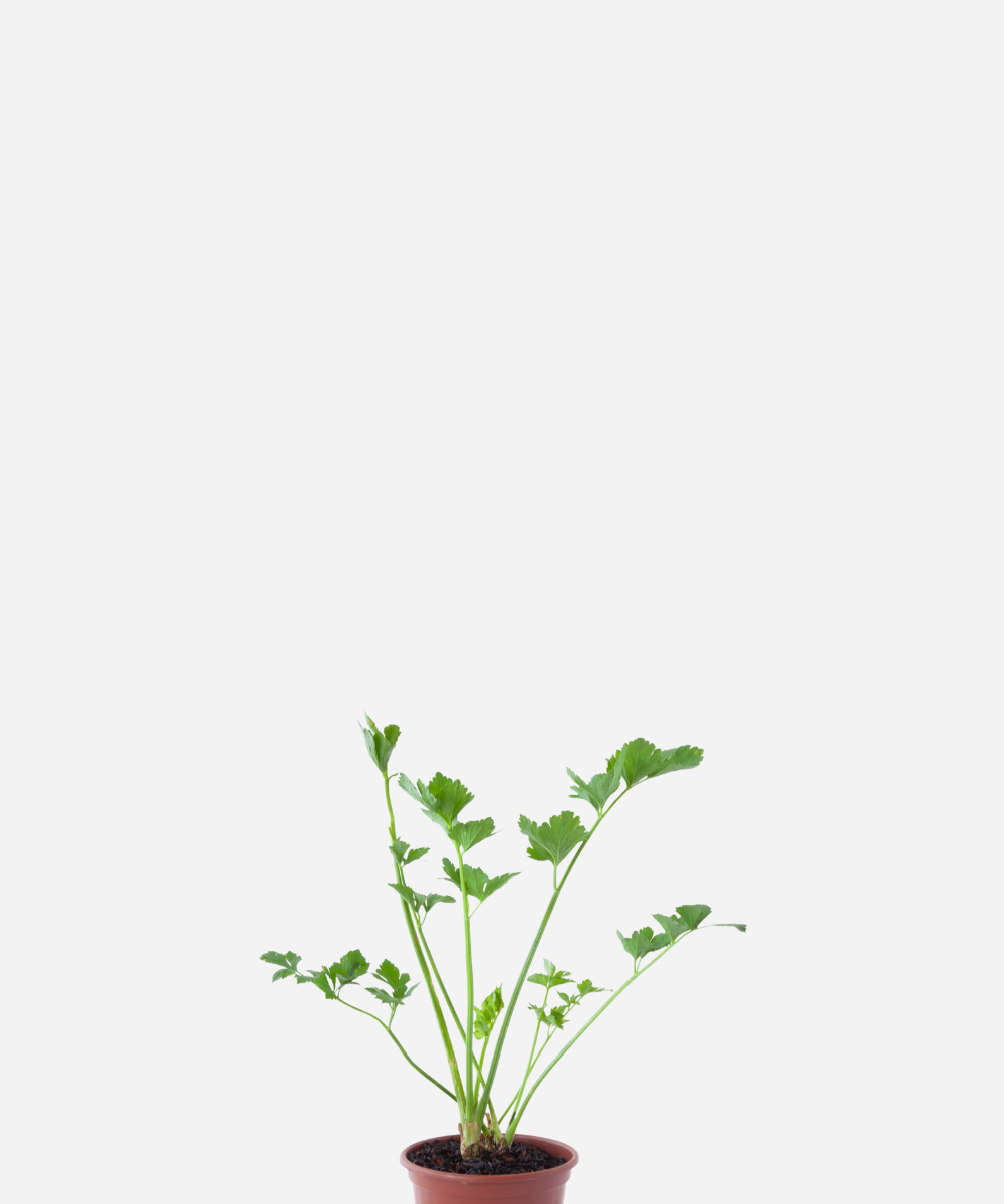 SALSAO-CORTE.png Salsão (<em>Apium graveolens</em>) - Imagem 1