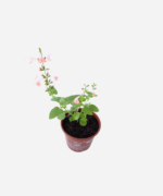 Sálvia Coral (<em> Salvia coccinea</em> ‘Coral Nymph’) - Imagem 3