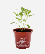 Sálvia (<em>Salvia officinalis</em>) - Imagem 2