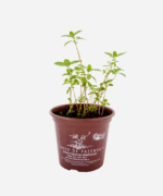 Sete-sangrias (<em>Cuphea carthagenensis</em>) - Imagem 2