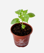 Shisso Verde (<em>Perilla frutescens</em>) - Imagem 3