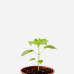 Shisso Verde (<em>Perilla frutescens</em>)
