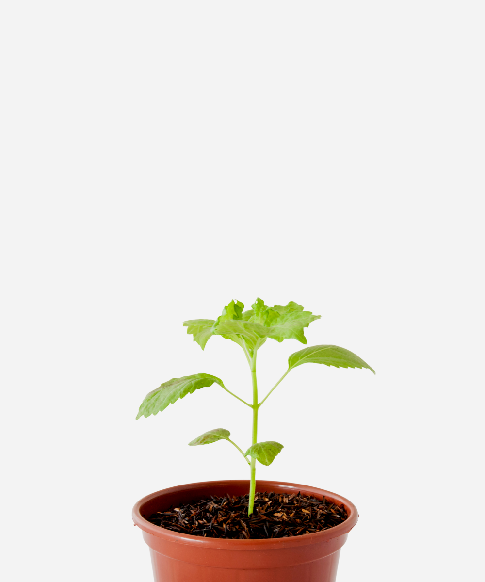 SHISSO-VERDE-CORTE.png Shisso Verde (<em>Perilla frutescens</em>) - Imagem 1