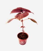 Shisso Vermelho (<em>Perilla frutescens</em>) - Imagem 3