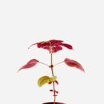 Shisso Vermelho (<em>Perilla frutescens</em>)