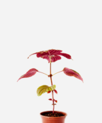 Shisso Vermelho (<em>Perilla frutescens</em>)