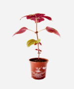 Shisso Vermelho (<em>Perilla frutescens</em>) - Imagem 2