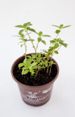 Sete-sangrias (<em>Cuphea carthagenensis</em>) - Imagem 3
