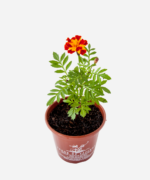 Tagete/Cravo de Defunto (<em>Tagetes erecta</em>) - Imagem 3