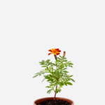 Tagete/Cravo de Defunto (<em>Tagetes erecta</em>)