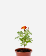 Tagete/Cravo de Defunto (<em>Tagetes erecta</em>)