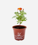 Tagete/Cravo de Defunto (<em>Tagetes erecta</em>) - Imagem 2