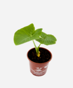 Taioba (<em>Xanthosoma sagittifolium</em>) - Imagem 3