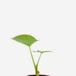 Taioba (<em>Xanthosoma sagittifolium</em>)