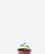 Tomate Árvore/Tamarilo (<em>Solanum betaceum </em>)