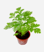 Artemísia/Tanaceto (<em>Tanacetum parthenium</em>) - Imagem 3