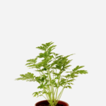 Artemísia/Tanaceto (<em>Tanacetum parthenium</em>)