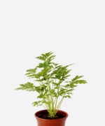 Artemísia/Tanaceto (<em>Tanacetum parthenium</em>)