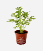 Artemísia/Tanaceto (<em>Tanacetum parthenium</em>) - Imagem 2