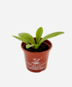 Tansagem (<em>Plantago major</em>) - Imagem 3