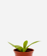 Tansagem (<em>Plantago major</em>)