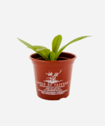 Tansagem (<em>Plantago major</em>) - Imagem 2
