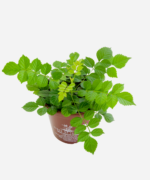 Tecomária (<em>Tecomaria capensis</em>) - Imagem 3