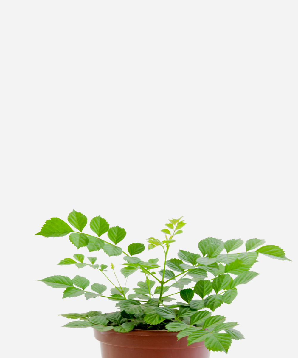 TECOMARIA-V15-CORTE.png Tecomária (<em>Tecomaria capensis</em>) - Imagem 1
