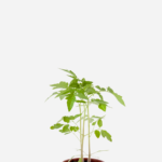 Tomate Cereja (<em>Solanum lycopersicum</em>)