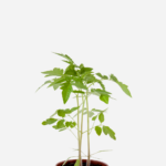 Tomate Amarelo/Pêra (<em>Solanum lycopersicum</em>)