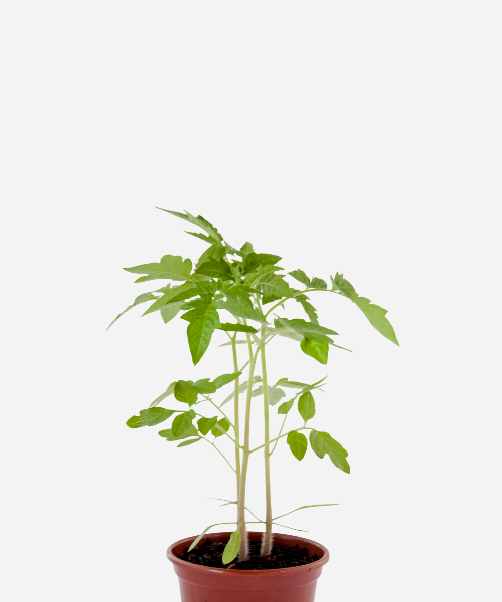 TOMATE-PERA-CORTE.png Tomate Amarelo/Pêra (<em>Solanum lycopersicum</em>) - Imagem 1