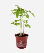 Tomate Amarelo/Pêra (<em>Solanum lycopersicum</em>) - Imagem 2