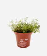 Tomilho Limão (<em>Thymus</em> x <em>citriodorus</em>) - Imagem 2