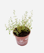 Tomilho (<em>Thymus vulgaris</em>) - Imagem 3
