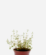 Tomilho (<em>Thymus vulgaris</em>)