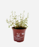 Tomilho (<em>Thymus vulgaris</em>) - Imagem 2
