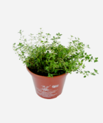 Tomilho Limão (<em>Thymus</em> x <em>citriodorus</em>) - Imagem 3