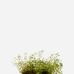 Tomilho Limão (<em>Thymus</em> x <em>citriodorus</em>)