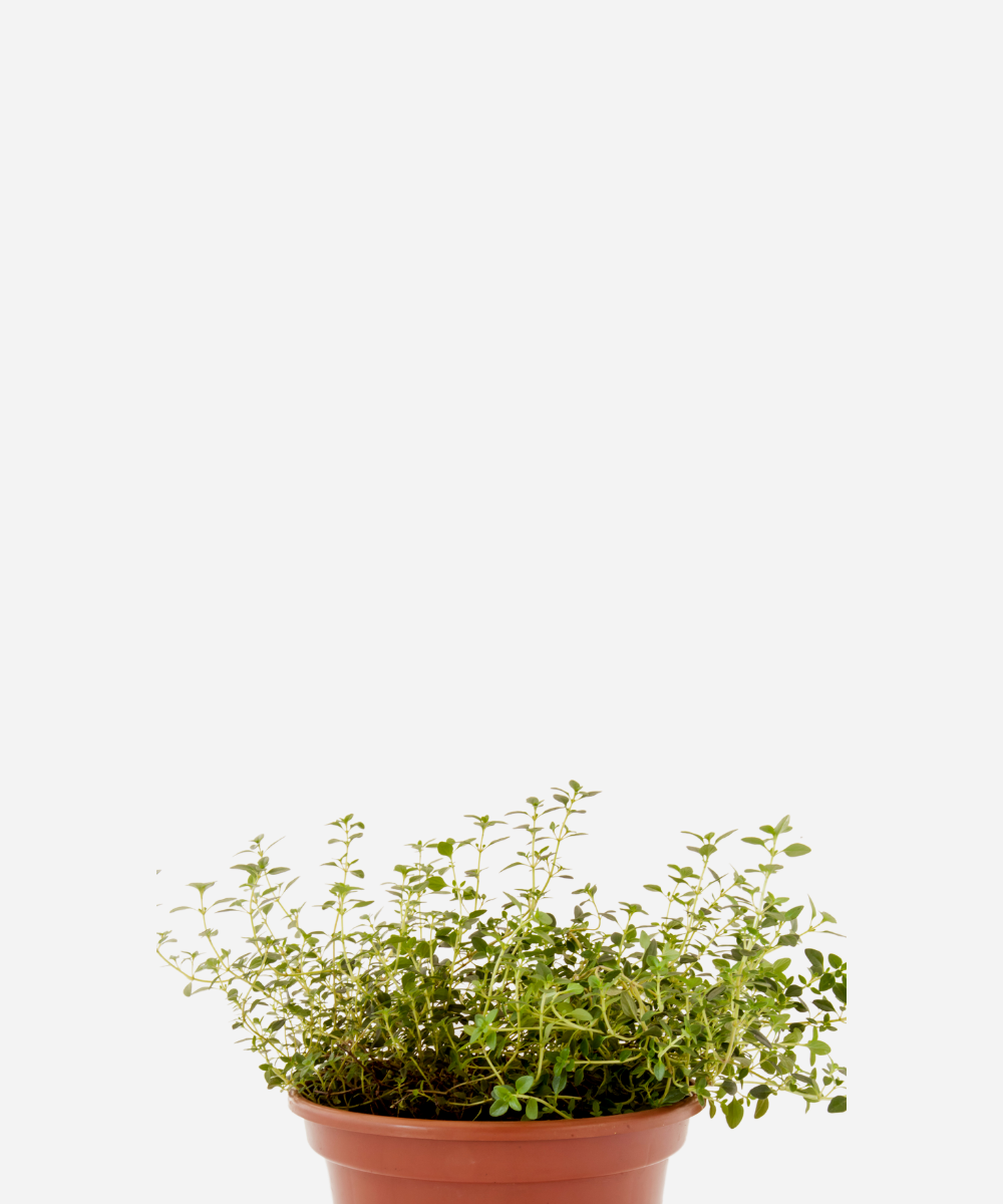 TOMILHO-LIMAO-CORTE.png Tomilho Limão (<em>Thymus</em> x <em>citriodorus</em>) - Imagem 1