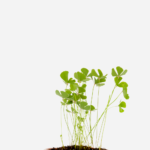 Trevo de 4 Folhas (<em>Marsilea quadrifolia L.</em>)