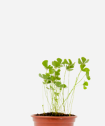 Trevo de 4 Folhas (<em>Marsilea quadrifolia L.</em>)