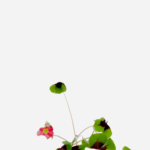 Trevo Bulbo (<em>Oxalis tetraphylla</em>)