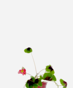 Trevo Bulbo (<em>Oxalis tetraphylla</em>)
