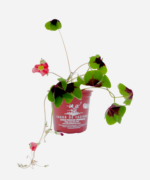Trevo Bulbo (<em>Oxalis tetraphylla</em>) - Imagem 2