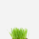 Trigo (<em>Triticum</em> spp.)